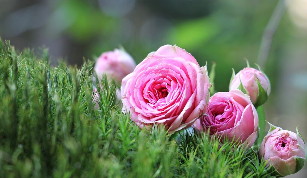 roses, pink roses, flowers