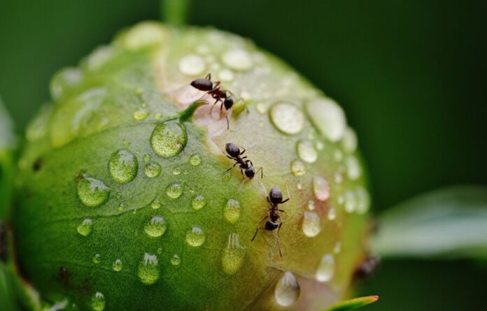 peony, flower bud, ants