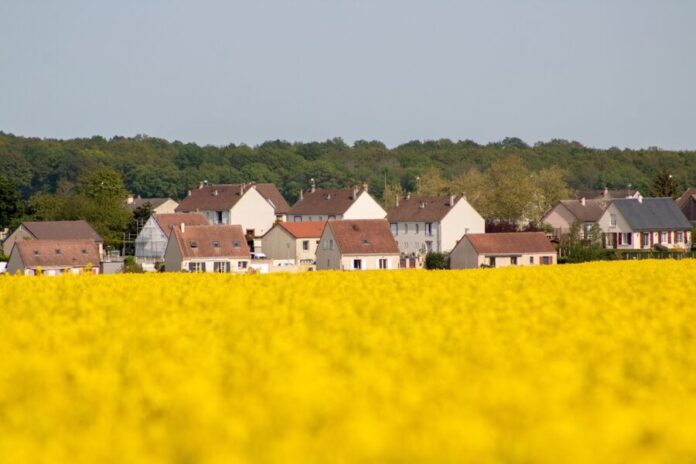 rapeseed, beautiful flowers, rapeseed field