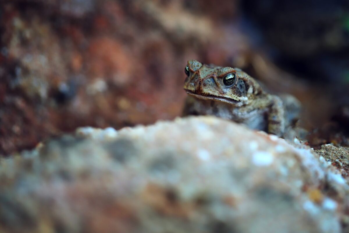 frog, animal, nature