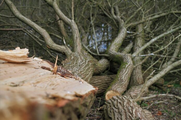 roden, cut tree, wood clearing