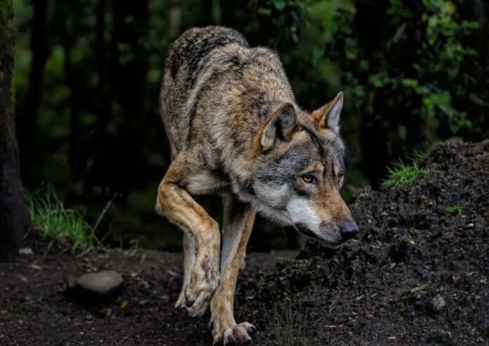 wolf, eurasian wolf, common wolf